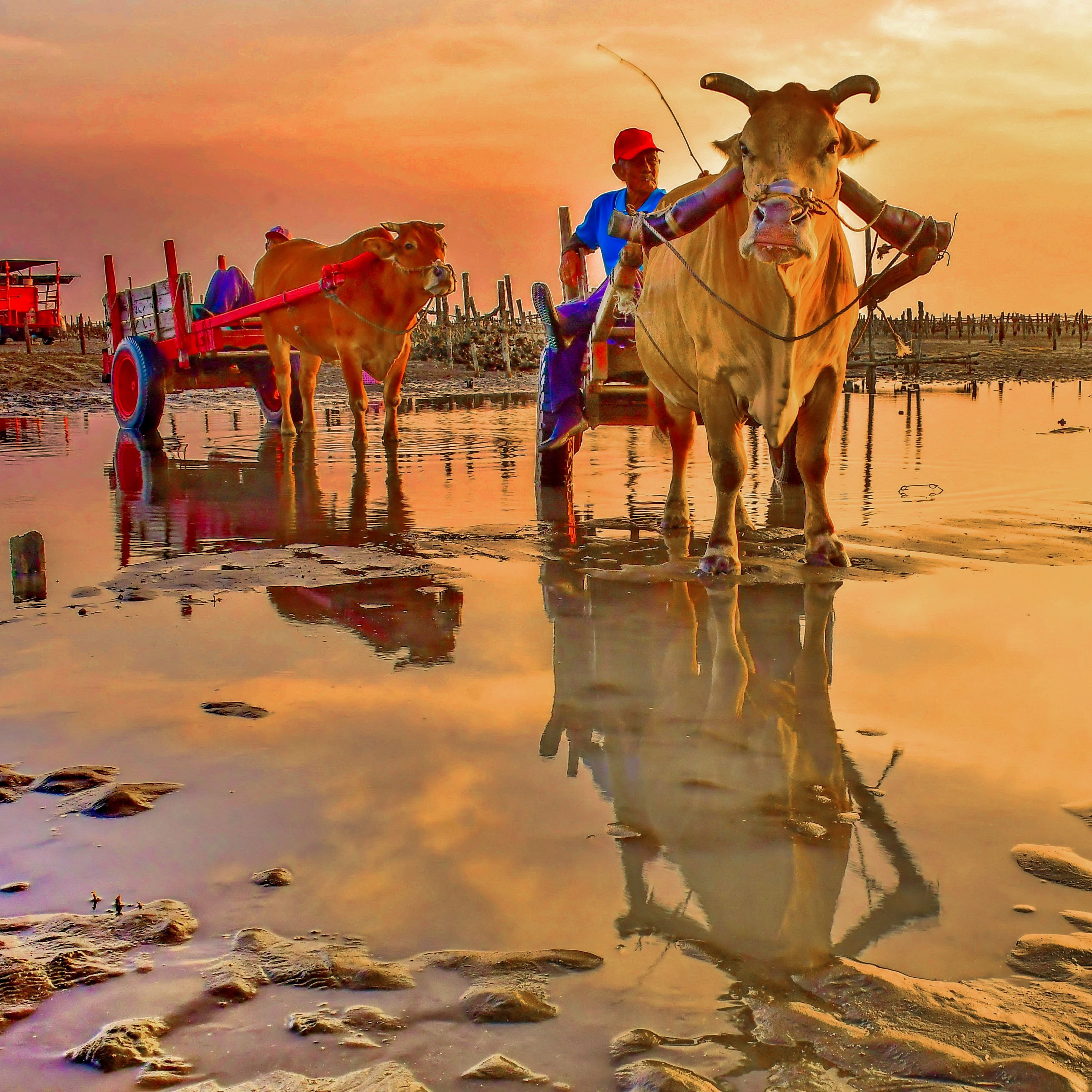 芳苑海牛採蚵生態旅遊