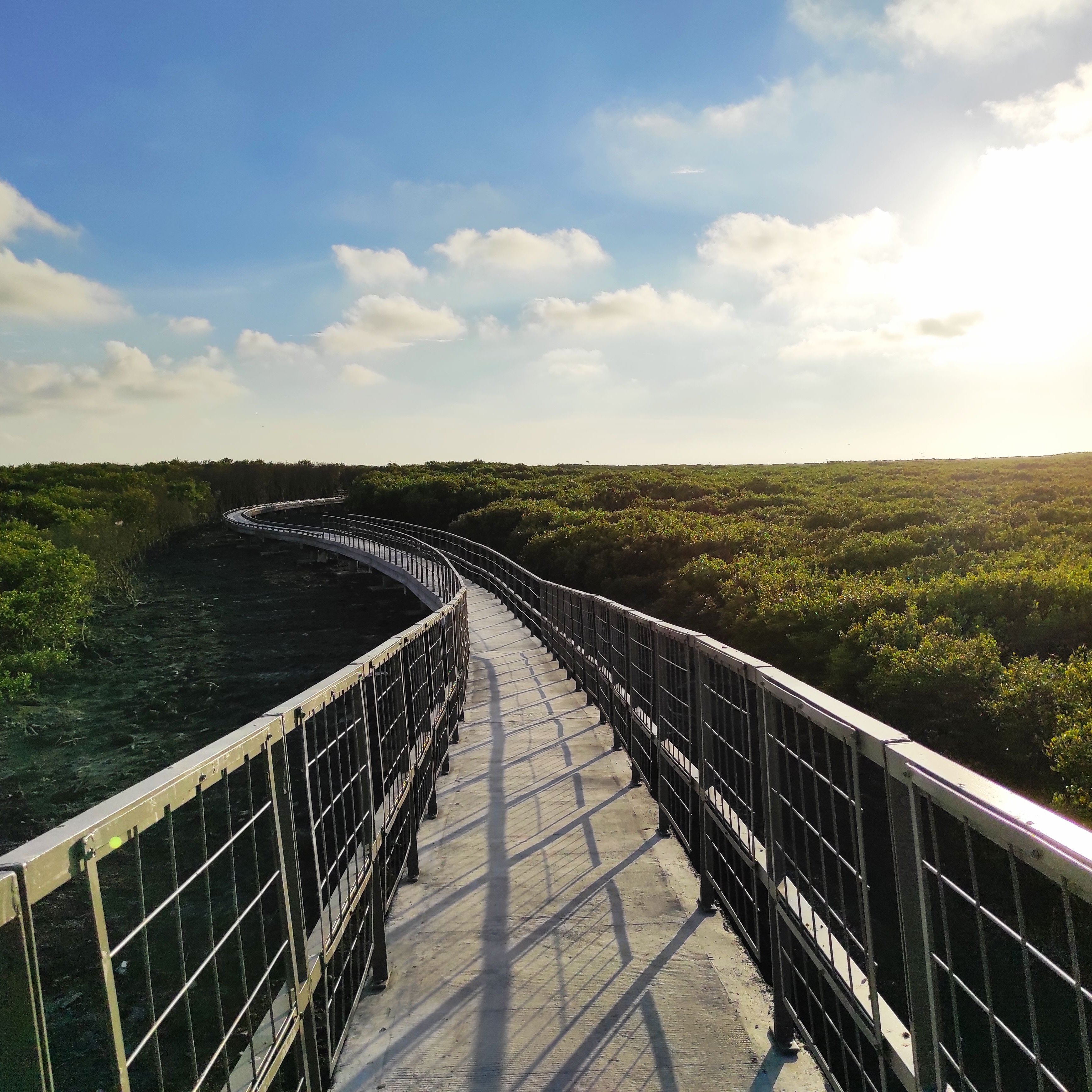 芳苑濕地紅樹林海空步道